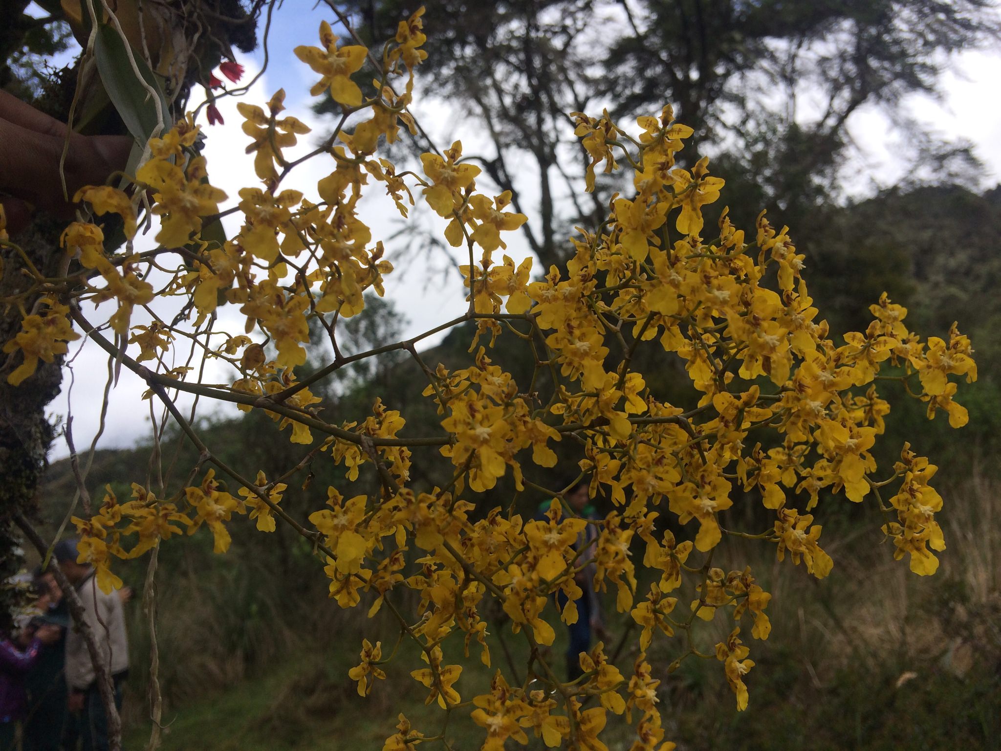 Oncidium sphacellatum alba